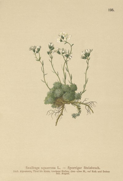 Dolomites Saxifrage by German School